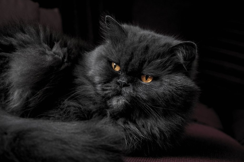 Schattige zwarte Perzische kat